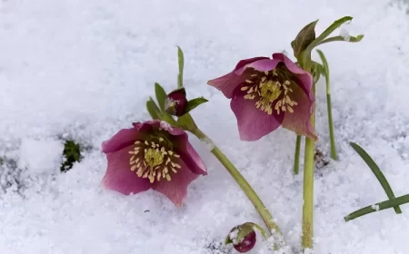 hellebore rose de noël jardin fleur d'hiver sans entretien qui résiste au gel froid semer planter novembre décembre