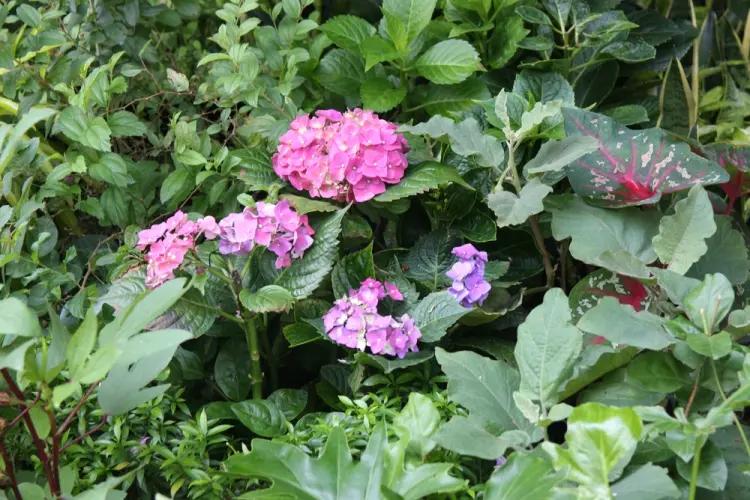 hortensia nain arbuste fleuri petit jardin 