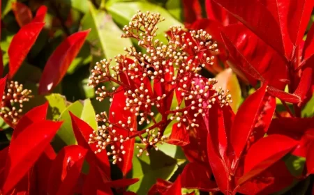 le photinia perd il ses feuilles en hiver feuilles brunes tombent sur arrosage ajouter matière organique