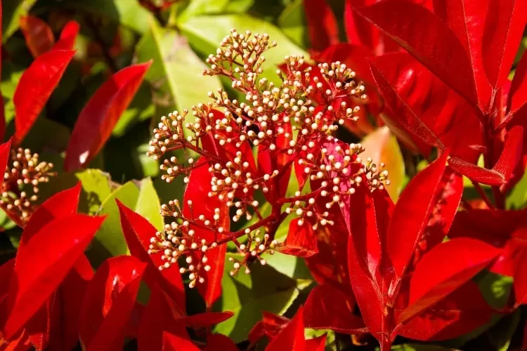 le photinia perd il ses feuilles en hiver feuilles brunes tombent sur arrosage ajouter matière organique