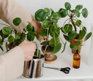 lles feuilles de mon pilea tombent comment sauver plante à monnaie chinoise