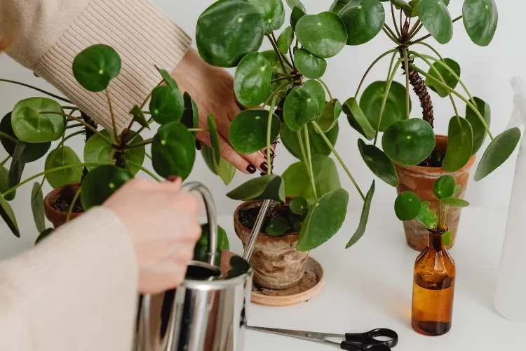 lles feuilles de mon pilea tombent comment sauver plante à monnaie chinoise
