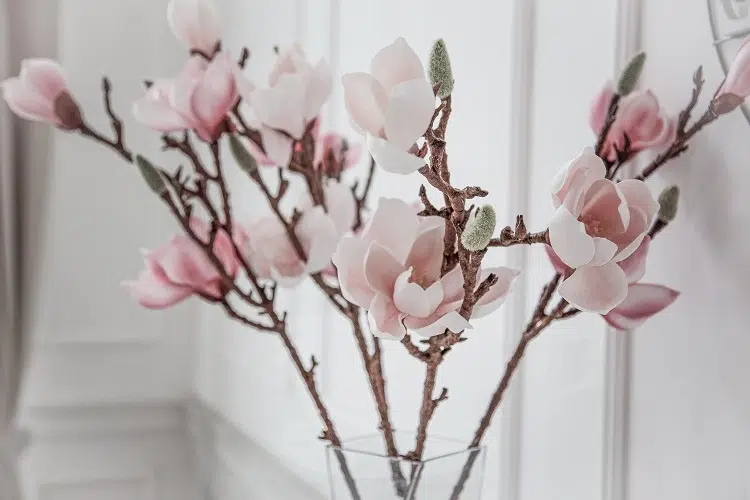 magnolia en pot entretien