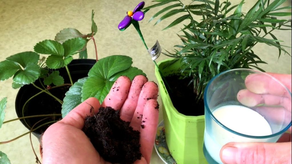 mettre du lait dans les plantes d'intérieur