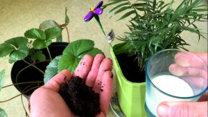 mettre du lait dans les plantes d'intérieur