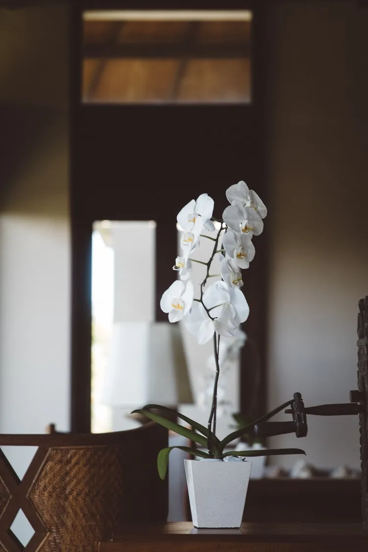mode d'emloi marc de café sur orchidées engrais naturel astuces erreurs fertilisation plantes intérieur