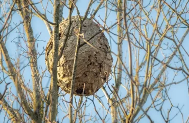 nid de frelons en hiver