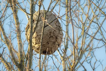 nid de frelons en hiver