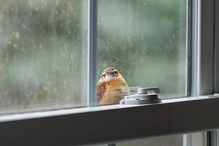 oiseau qui tape contre la vitre