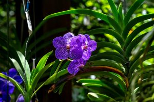 peut on bouturer une feuille d'orchidée