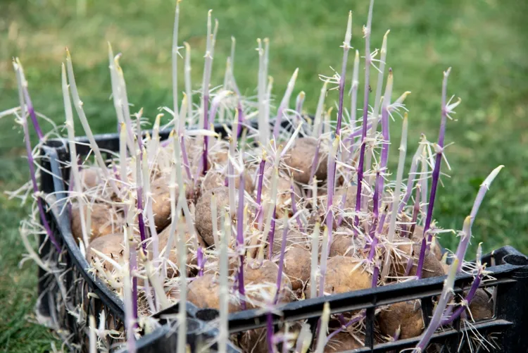 peut on cultiver des pommes de terre en hiver comment faire astuces