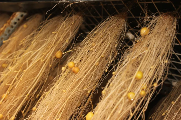 peut on cultiver des pommes de terre en hiver comment faire système aéroponique