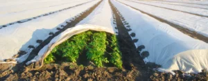 peut on cultiver des pommes de terre en hiver dans quelles conditions sous tunnel