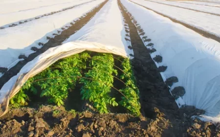 peut on cultiver des pommes de terre en hiver dans quelles conditions sous tunnel