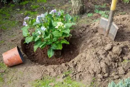 peut on planter un hortensia en novembre