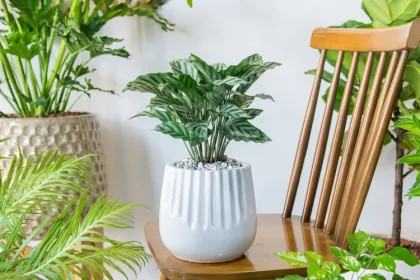 plante d'intérieur sans besoin de lumière calathea