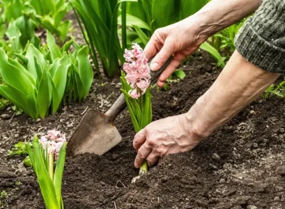 planter des jacinthes en décembre