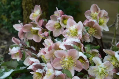 plantes d'extérieur qui ne gèlent pas hellébore rose de noël