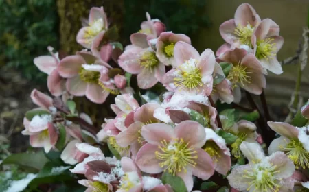 plantes d'extérieur qui ne gèlent pas hellébore rose de noël