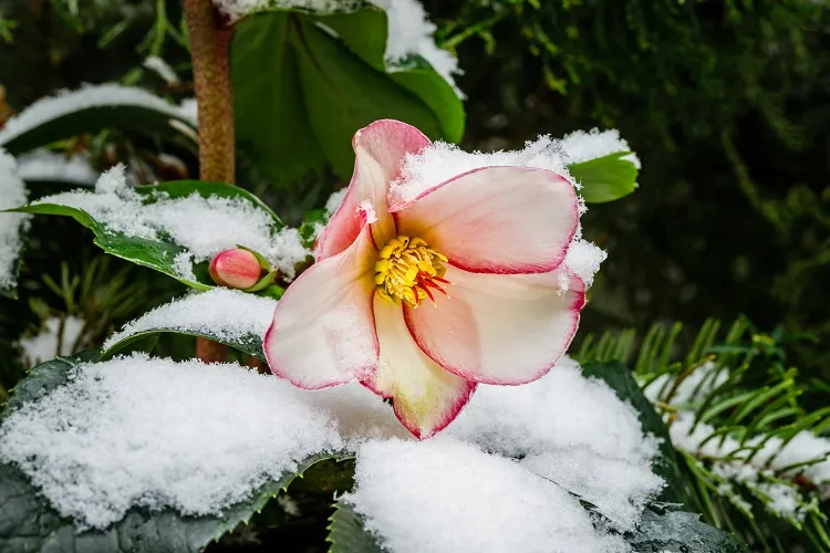plus belles plantes à fleurs d'hiver sans entretien à planter en novembre décembre 2023