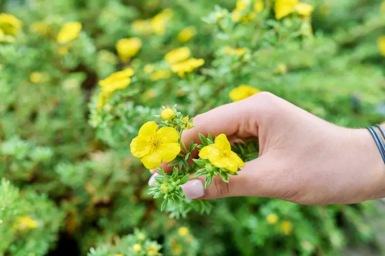 potentille arbustive arbuste aime soleil gel hiver fleurs jaunes valeriygoncharukphoto envato