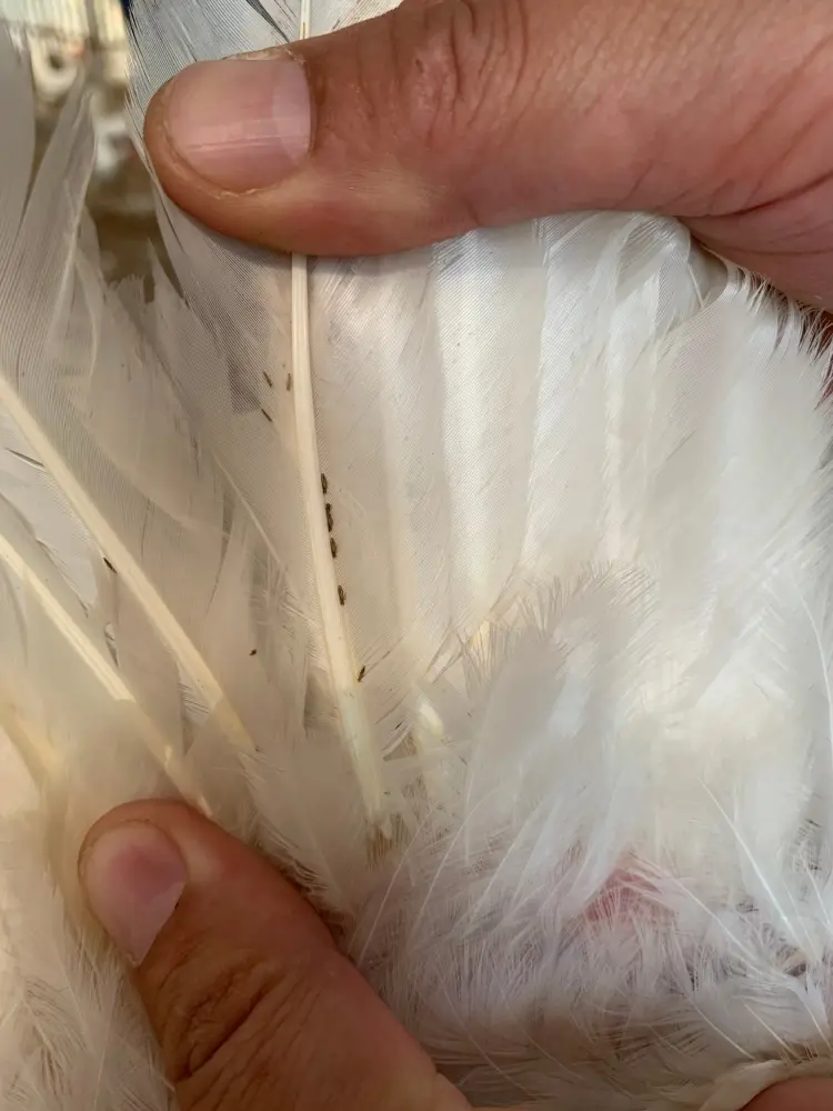poule poux parasites comment s'en débarrasser perte plumes 