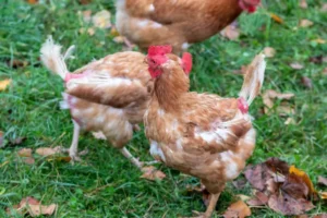 poule qui perd ses plumes pourquoi maladie parasites soigner sunakri shutterstock
