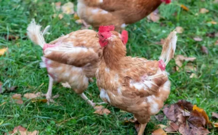 poule qui perd ses plumes pourquoi maladie parasites soigner sunakri shutterstock