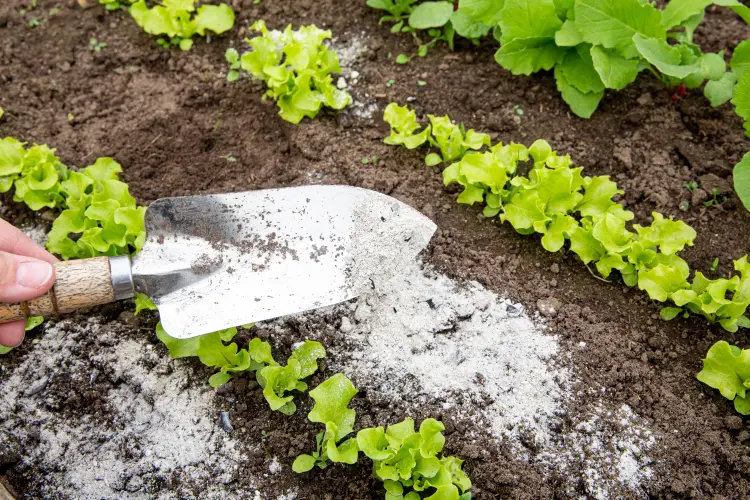 pourauoi mettre de la cendre dans le jardin quelles plantes aiment légumes potager engrais bienfaits 