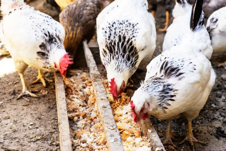 pourquoi faire germer du blé pour les poules pondeuses quels avantages comment faire