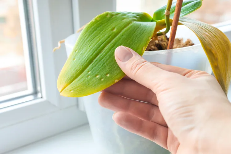 pourquoi les feuilles des orchidées jaunissent
