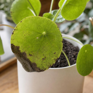 pourquoi les feuilles du Pilea noircissent