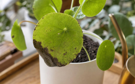 pourquoi les feuilles du Pilea noircissent