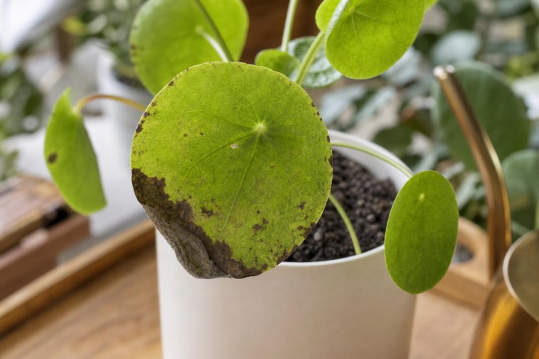 pourquoi les feuilles du Pilea noircissent