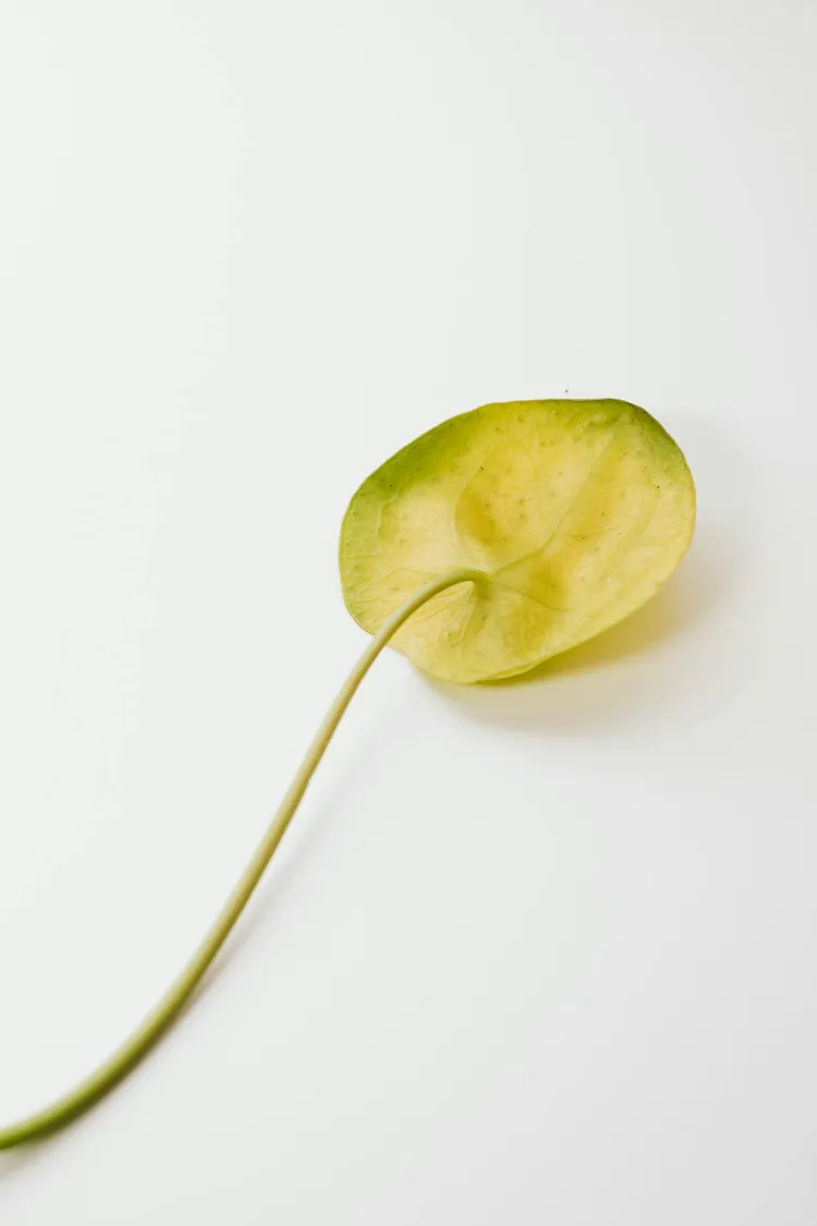 pourquoi les feuilles du pilea tombent comment sauver plante à monnaie chinoise (3)