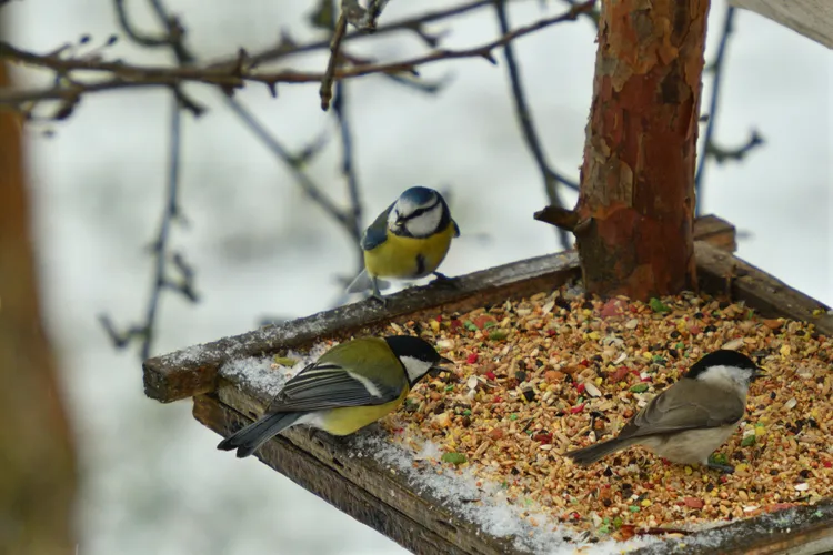 pourquoi les oiseaux ne viennent pas dans la mangeoire causes et solutions