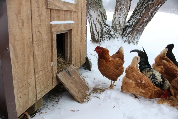 pourquoi les poules ne pondent pas en hiver neige froid poulailler