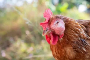 pourquoi ma poule dort toute la journée
