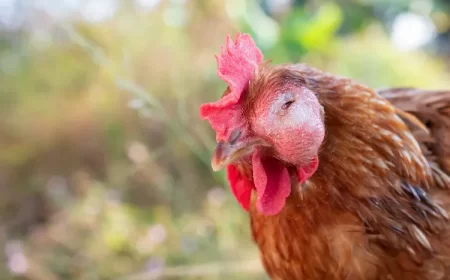 pourquoi ma poule dort toute la journée