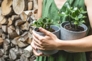 pourquoi mon arbre de jade perd ses feuilles erreurs entretien crassula ovata stress