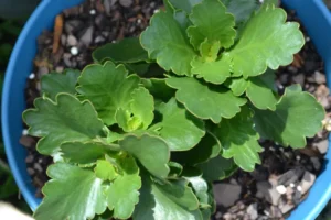 pourquoi mon kalanchoé ne fleurit pas hiver entretien susan deason shutterstock