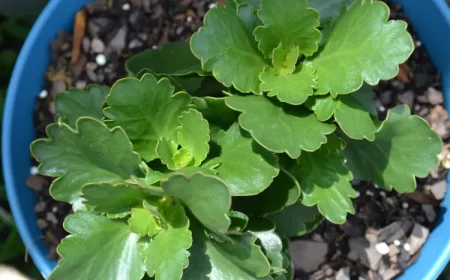 pourquoi mon kalanchoé ne fleurit pas hiver entretien susan deason shutterstock