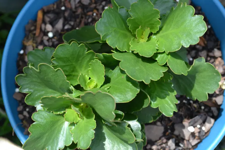 pourquoi mon kalanchoé ne fleurit pas hiver entretien susan deason shutterstock