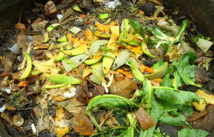 pourquoi moucherons dans le compost que faire s'en débarrasser comment vitchuta thaithammakul shutterstock