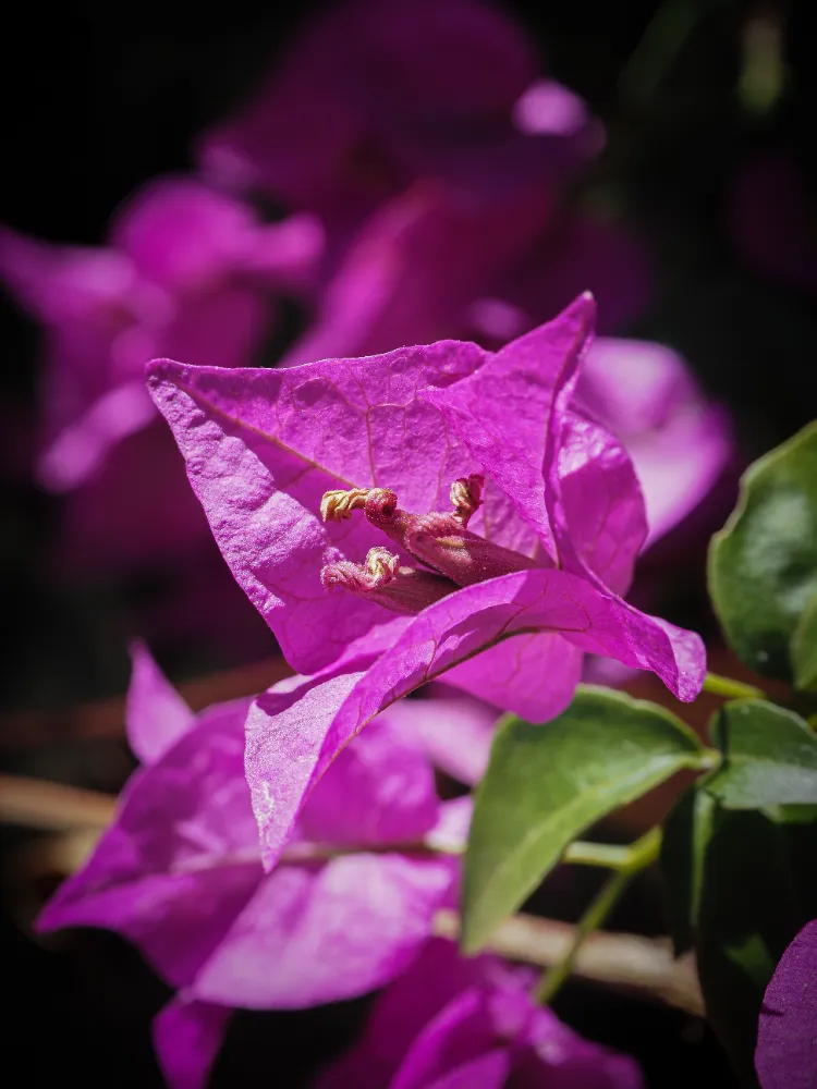 protection bougainvillier