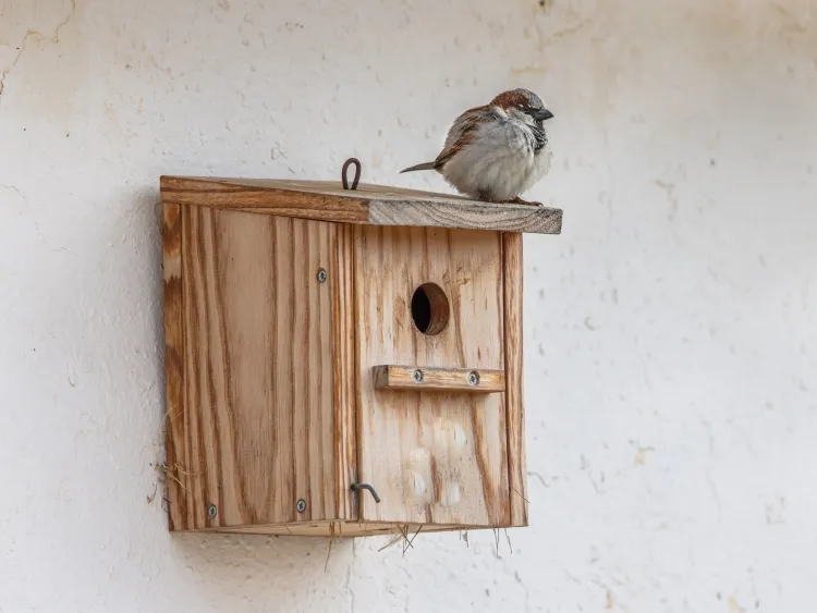 Protection des nichoirs contre les prédateurs - Oiseaux et