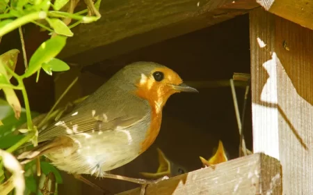 quand installer un nichoir à rouge gorge dans le jardin
