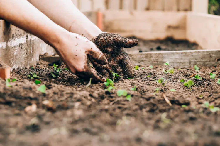 quand mettre les cendres au potager 2023