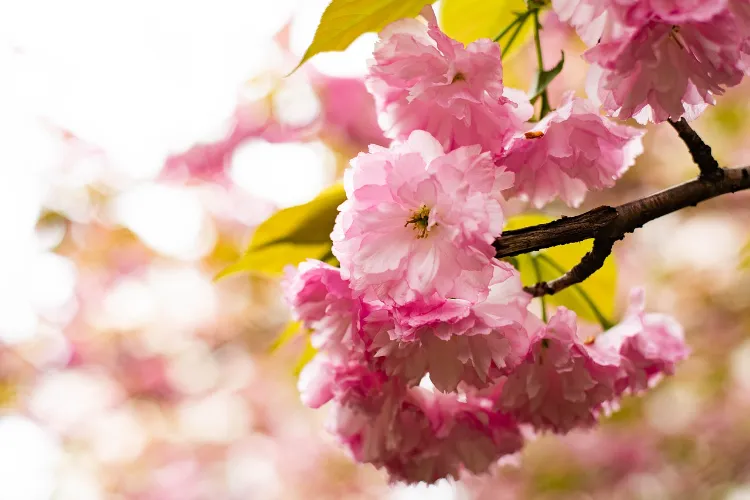 quand planter un cerisier du japon comment ou engrais soin arbuste culture soleil