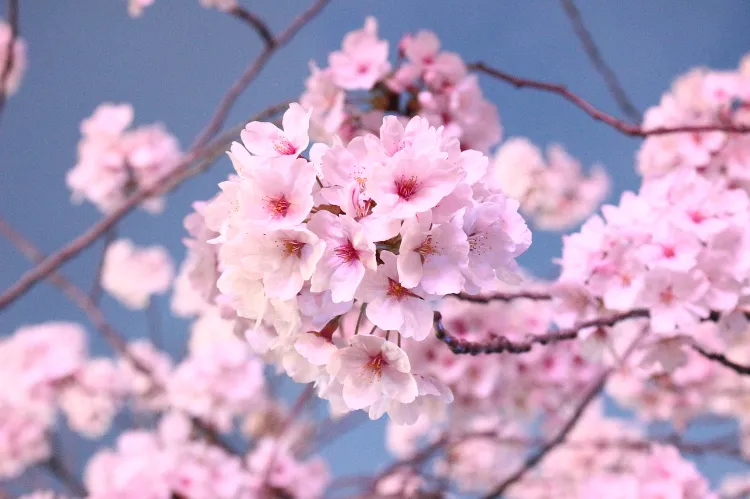 quand planter un cerisier du japon comment ou engrais soin culture soigner